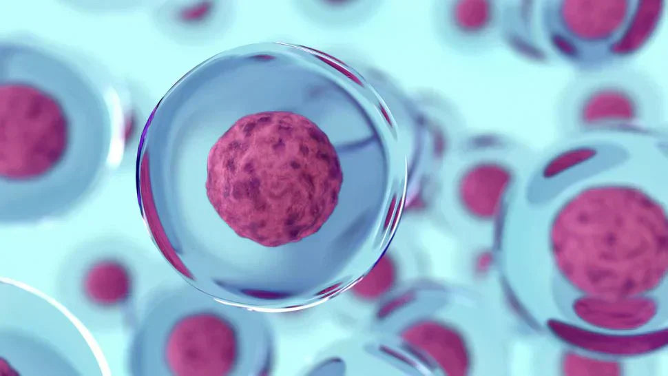 Olio di CBD per il supporto ai pazienti oncologici