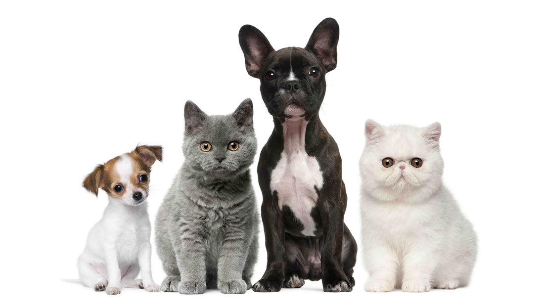Olio di CBD per animali domestici