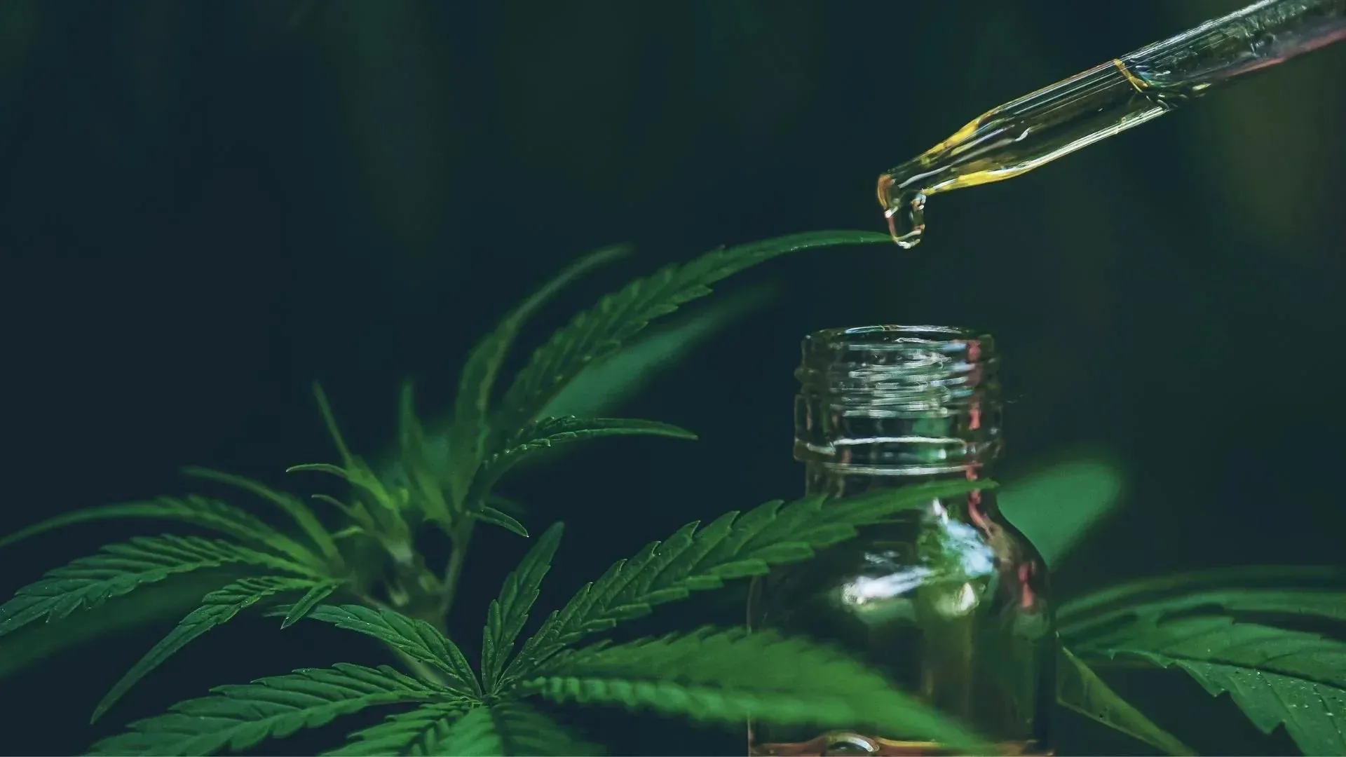 Al momento stai visualizzando Cos’è il CBD e l’Olio di Canapa?