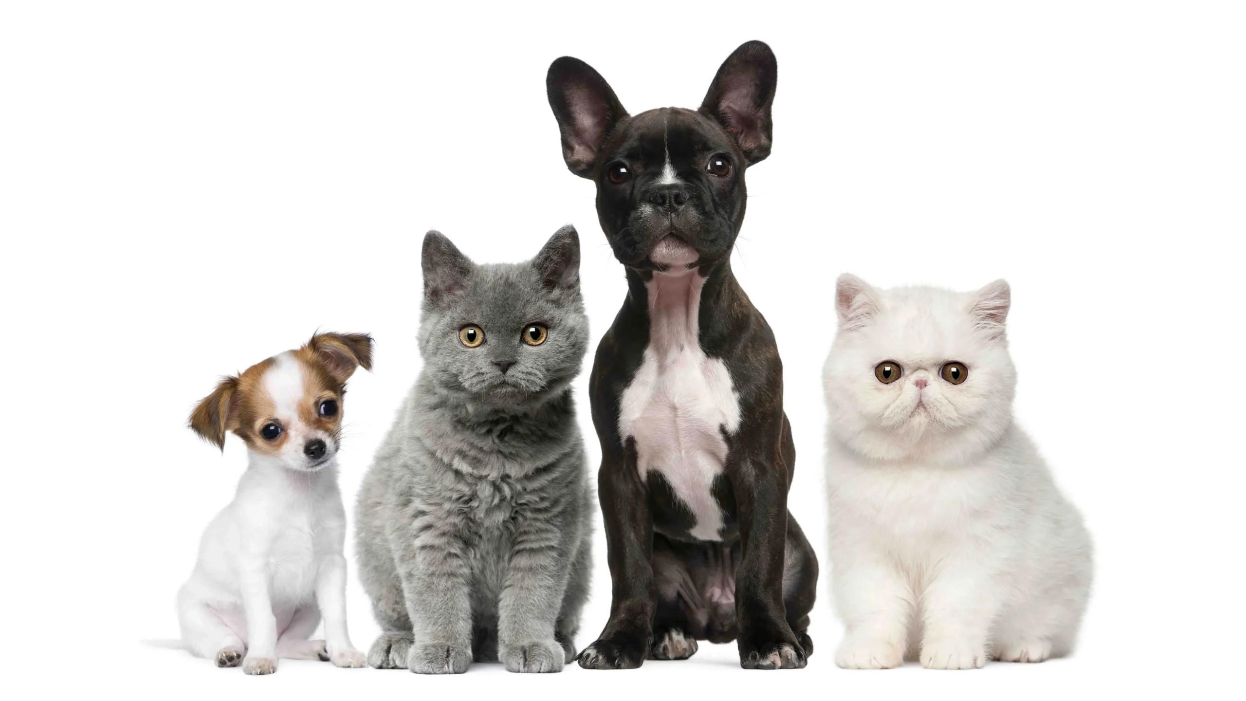 Scopri di più sull'articolo CBD per cani e animali domestici