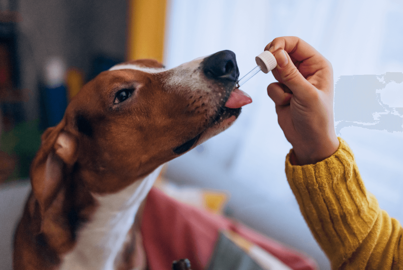 Oli CBD per cani